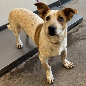 Mixed Breed Dogs Available for Adoption in Las Cruces, New Mexico - 106489 | PetCurious