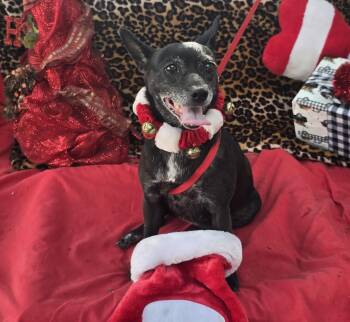 Chihuahua Dogs Available for Adoption - Lunetta MV6944-T LOCAL Adoption Event In Marysville 2/20 And 2/2 | PetCurious