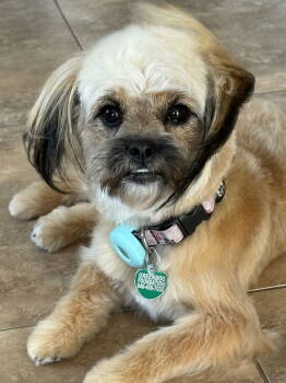 Rescue Yorkshire Terrier and Maltese Dogs for Adoption in Dana Point, California - Zsa Zsa Gabor | PetCurious