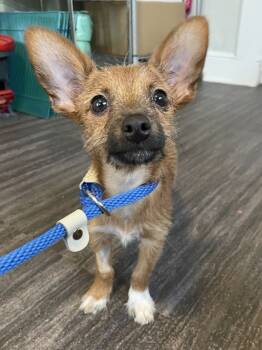 Rescue Chihuahua and Yorkshire Terrier Dogs for Adoption in Oakland, New Jersey - Leon | PetCurious