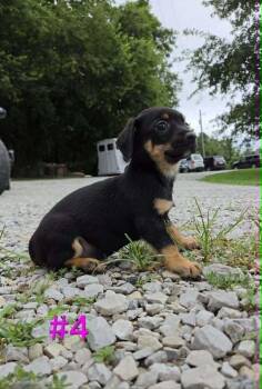 Stone -  Rat Terrier and Yorkshire Terrier Dog for Adoption in Waterloo, Illinois - Stone | PetCurious