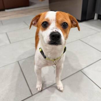 Pudge -  Chihuahua and Terrier Dog for Adoption in Tampa, Florida - Pudge | PetCurious