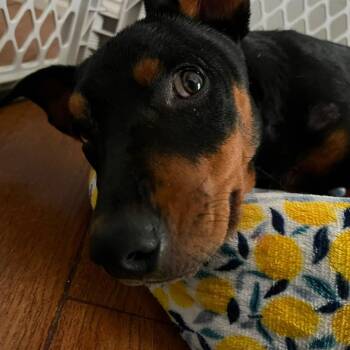 Jill -  Miniature Pinscher and Manchester Terrier Dog for Adoption in Humble, Texas - Jill | PetCurious