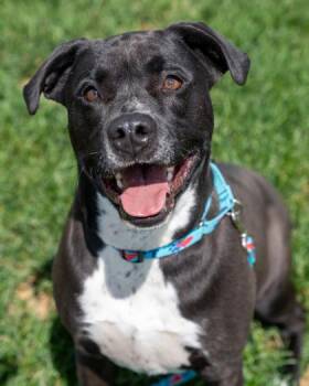 Frank -  Retriever and Mixed Breed Dog for Adoption in Pequot Lakes, Minnesota - Frank | PetCurious