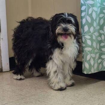 Cynthia -  Lhasa Apso and Shih Tzu Dog for Adoption in Watertown, Connecticut - Cynthia | PetCurious