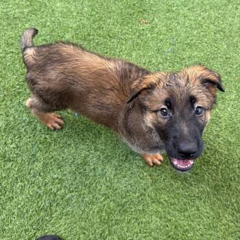 Steele 1360 -  Belgian Shepherd Malinois Dog for Adoption in Loxahatchee Groves, Florida - Steele 1360 | PetCurious