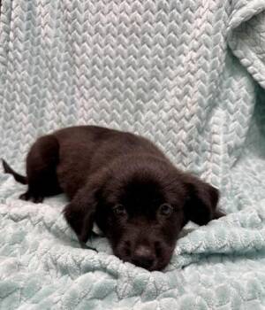 Whitley -  Labrador Retriever and Mixed Breed Dog for Adoption in Picayune, Mississippi - Whitley | PetCurious