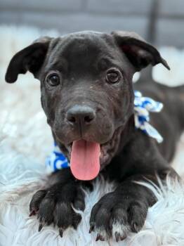 Cane Corso Dogs Available for Adoption in Glendale, Arizona - Noelle | PetCurious
