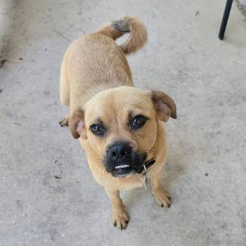 Kiwi -  Puggle Dog for Adoption in Van Alstyne, Texas - Kiwi | PetCurious