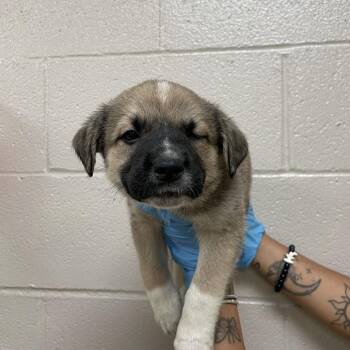 Peter Parker -  Great Pyrenees and Mixed Breed Dog for Adoption in Birmingham, Alabama - Peter Parker | PetCurious