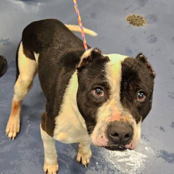 Pit Bull Terrier Dogs Available for Adoption - Eightball | PetCurious