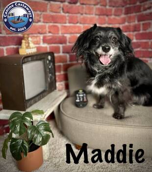 Dachshund Dogs Available for Adoption in Arcadia, Florida - Maddie | PetCurious