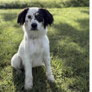 Tilbury -  Australian Shepherd Dog for Adoption in Houston, Texas - Tilbury | PetCurious