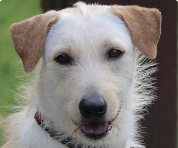 Mountain Dog and Terrier Dogs Available for Adoption in San Ramon, California - Mars | PetCurious