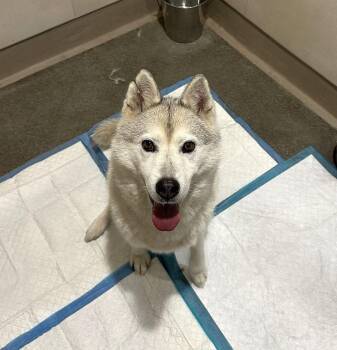Aster -  Siberian Husky Dog for Adoption in Berkeley, California - Aster | PetCurious