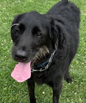 Blue -  Standard Poodle Dog for Adoption in Pittsburgh, Pennsylvania - Blue | PetCurious