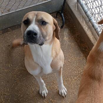 Anatolian Shepherd and Mixed Breed Dogs Available for Adoption - Savannah Smiles D46008 | PetCurious