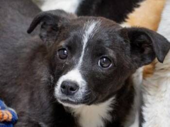 Mixed Breed Dogs Available for Adoption - GINA | PetCurious