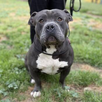 Pit Bull Terrier and Mixed Breed Dogs Available for Adoption - PITA | PetCurious