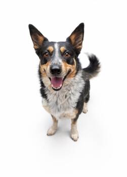 Cattle Dog and Mixed Breed Dogs Available for Adoption - Diesel | PetCurious
