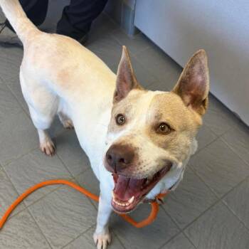 Cattle Dog and Mixed Breed Dogs Available for Adoption - Senna D11216 | PetCurious