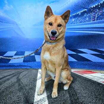 Jindo Dogs Available for Adoption in Long Beach, California - RUSH | PetCurious