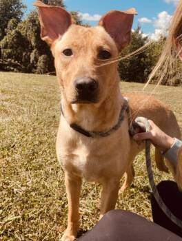 Rescue Carolina Dog Dogs for Adoption in Sulphur, Kentucky - Sandy | PetCurious