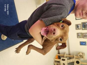 Rescue Pit Bull Terrier Dogs for Adoption in Eagle, Idaho - Benji **Courtesy Post. Out Of Town Pet. See Below For Details** | PetCurious