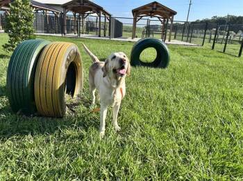 RILEY -  Labrador Retriever Dog for Adoption in Winter Haven, Florida - RILEY | PetCurious