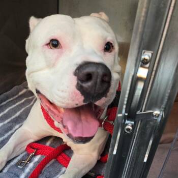 Olympus -  Mixed Breed Dog for Adoption in Philadelphia, Pennsylvania - Olympus | PetCurious