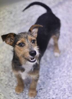 Baylor in NH. Come Meet our Adoptable Dogs Wednesday-Saturday. M -  Wirehaired Terrier Dog for Adoption in Manchester, New Hampshire - Baylor In NH. Come Meet Our Adoptable Dogs Wednesday-Saturday. M | PetCurious