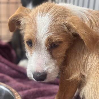 Bongo -  Hound and Mixed Breed Dog for Adoption in Starkville, Mississippi - Bongo | PetCurious
