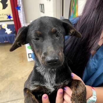 260613k099 - Scarlet -  Mixed Breed Dog for Adoption in Enterprise, Alabama - 260613k099 - Scarlet | PetCurious