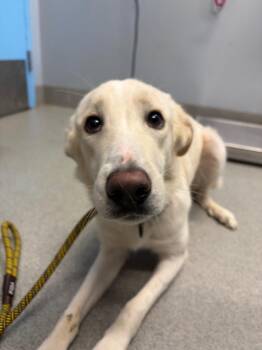 Frances -  Hound Dog for Adoption in Bloomington, Indiana - Frances | PetCurious