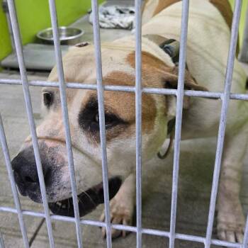 Bea2221 -  Pit Bull Terrier Dog for Adoption in San Jacinto, California - Bea2221 | PetCurious