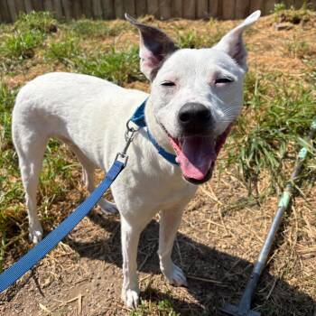 Duke -  Terrier and Mixed Breed Dog for Adoption in West Des Moines, Iowa - Duke | PetCurious