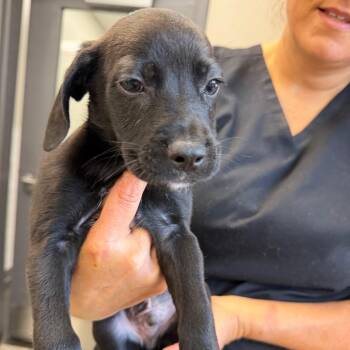 Number 2 Pencil -  Labrador Retriever Dog for Adoption in Morganton, North Carolina - Number 2 Pencil | PetCurious