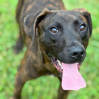 Rescue Mixed Breed Dogs for Adoption in Chattanooga, Tennessee - Harvey | PetCurious