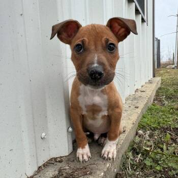Chihuahua and Pit Bull Terrier Dogs Available for Adoption - Lil Bit  | PetCurious