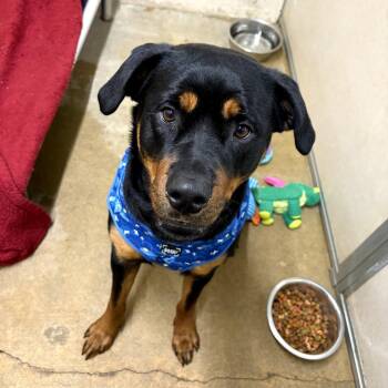 Rottweiler and Mixed Breed Dogs Available for Adoption - Moon | PetCurious
