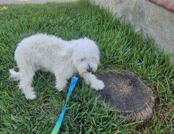 Tucker -  Maltipoo Dog for Adoption - Tucker | PetCurious