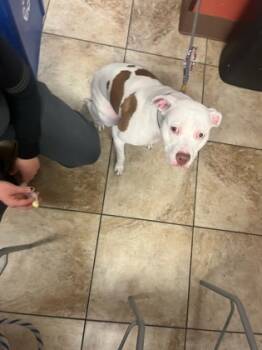 Rescue Mixed Breed Dogs for Adoption in Cincinnati, Ohio - Murata | PetCurious