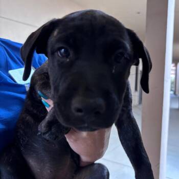 Kia -  Labrador Retriever and Cattle Dog Dog for Adoption in Goleta, California - Kia | PetCurious