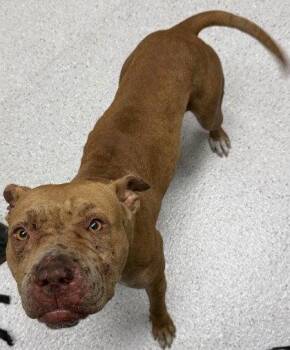 Sprinkles -  Pit Bull Terrier Dog for Adoption in Oakland, California - Sprinkles | PetCurious