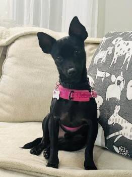 Rescue Chihuahua Dogs for Adoption in Niagara Falls, Ontario - Ezra *NEW!* | PetCurious