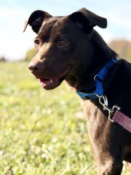 Maple -  Chocolate Labrador Retriever Dog for Adoption in Monroe, Ohio - Maple | PetCurious