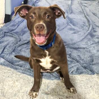 Wilma -  Terrier Dog for Adoption in Des Moines, Iowa - Wilma | PetCurious