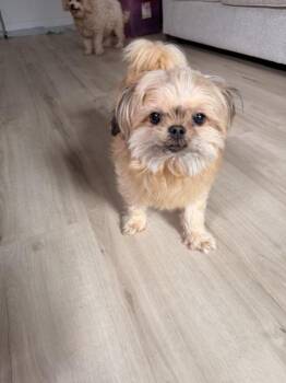 Addi -  Shih Tzu Dog for Adoption in Lancaster, California - Addi | PetCurious