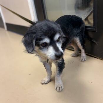 Rescue Spaniel Dogs for Adoption in Chino Hills, California - Riley Green(16) - Chino Hills Location | PetCurious