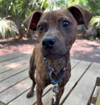 Mixed Breed Dogs Available for Adoption in Charleston, South Carolina - Bart | PetCurious